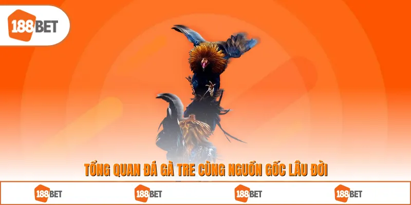 Tổng quan đá gà tre cùng nguồn gốc lâu đời